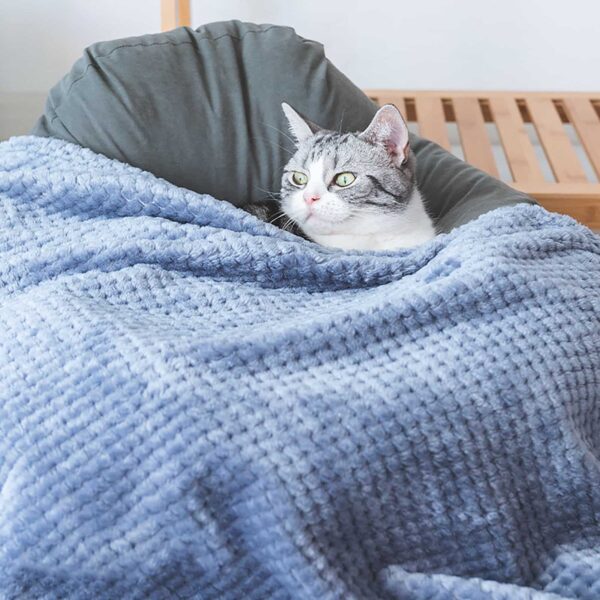 On voit un chat mignon, gris et blanc, allongé dans un fauteuil en tissu gris foncé et recouvert d'une couverture gris anthracite, molletonée.
