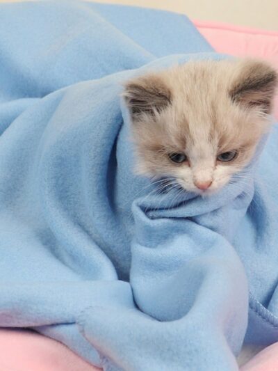On voit un petit chaton gris et blanc qui est emmitouflé dans une couverture bleue.