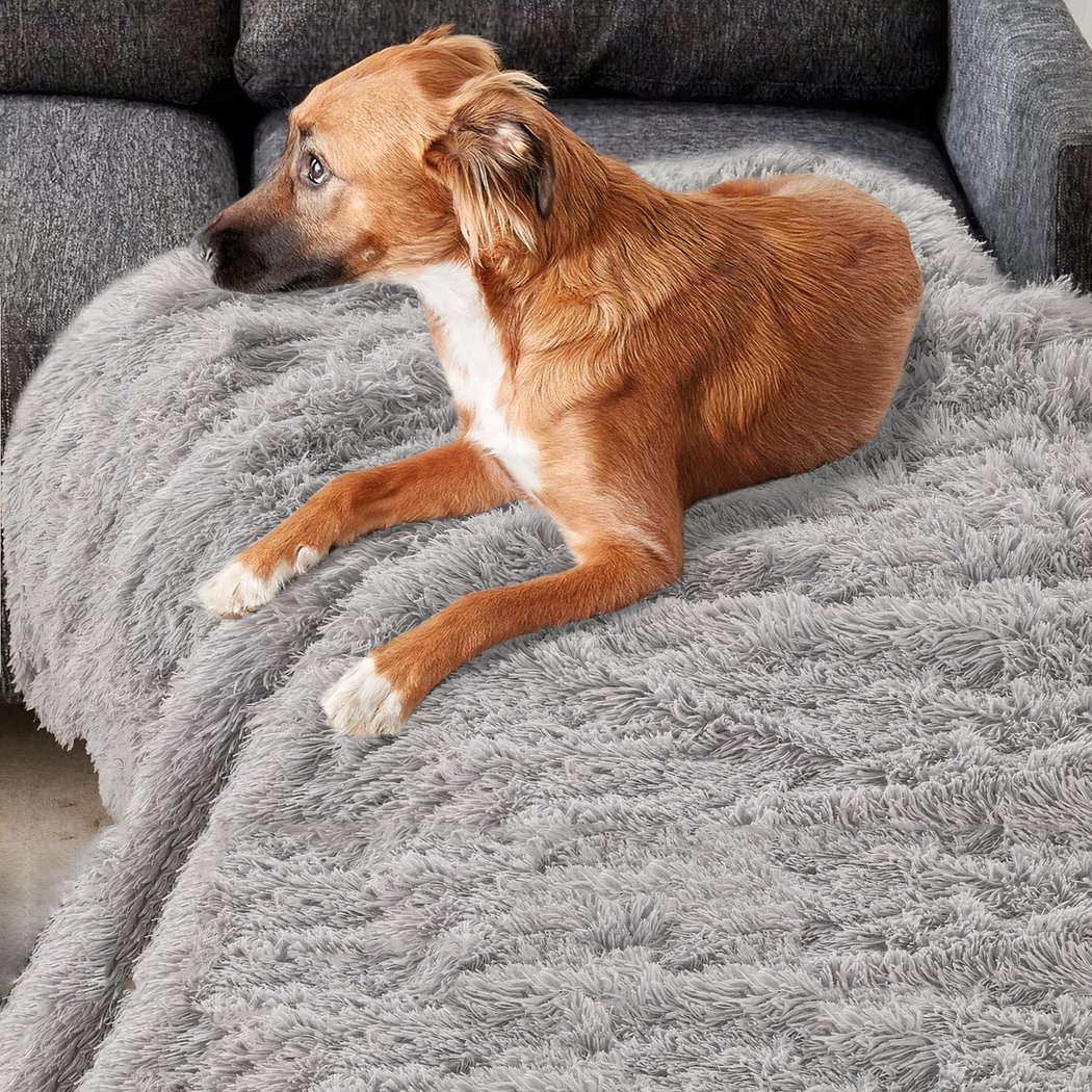 On voit un chien marron et blanc de petite taille qui est allongé sur un plaid en peluche gris, aux longs poils, sur un canapé lui aussi gris.