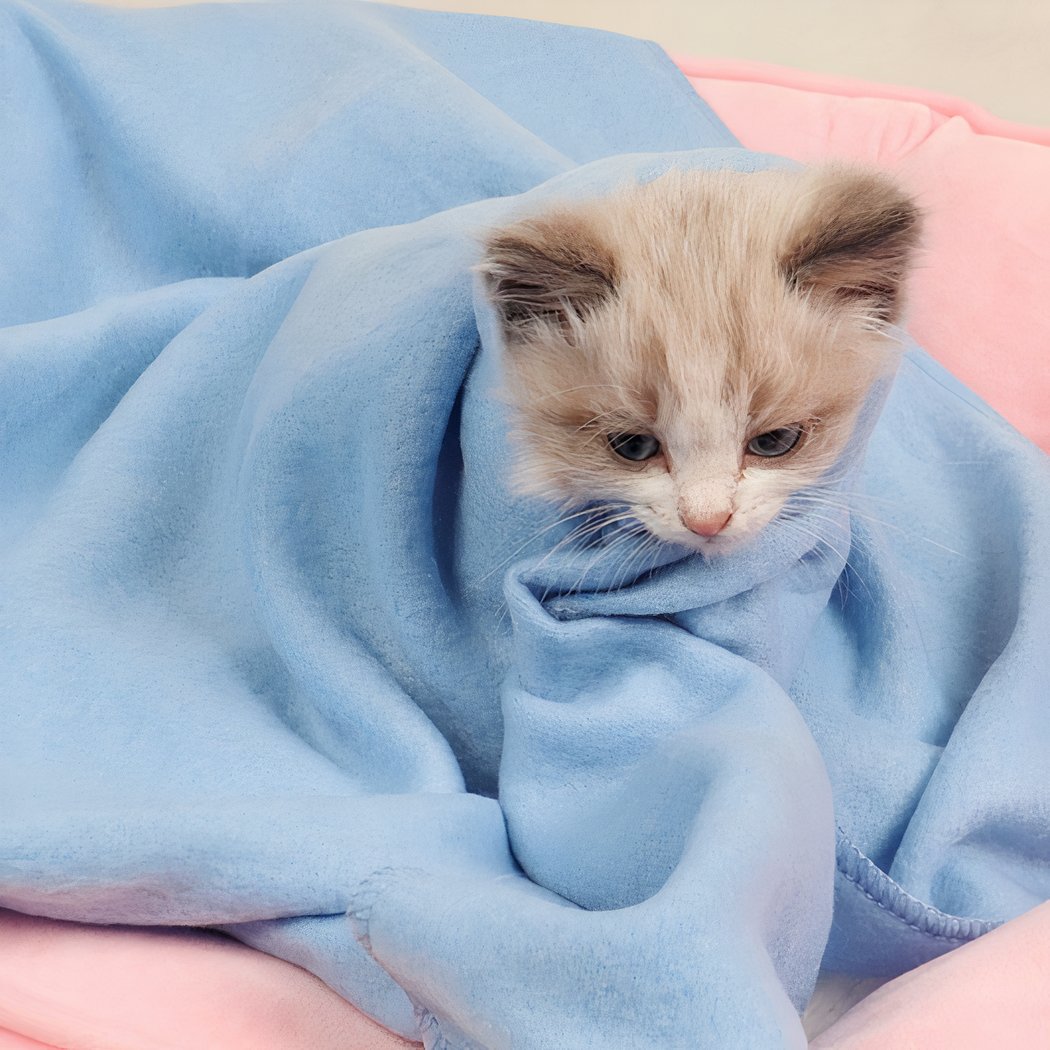On voit un petit chaton gris et blanc qui est emmitouflé dans une couverture bleue.