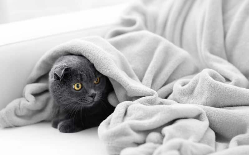 Les meilleures marques de couvertures sur le marché