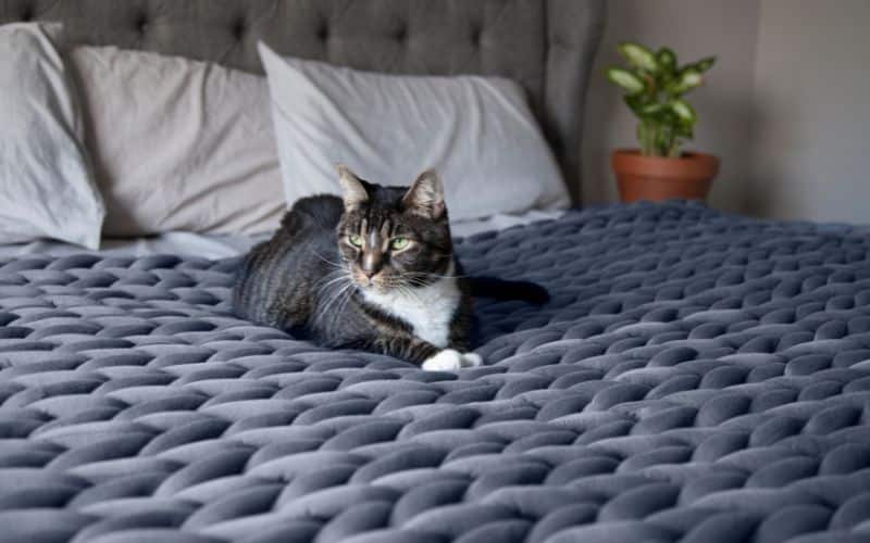 Chat sur un lit avec une couverture lestée bleu en grosse maille